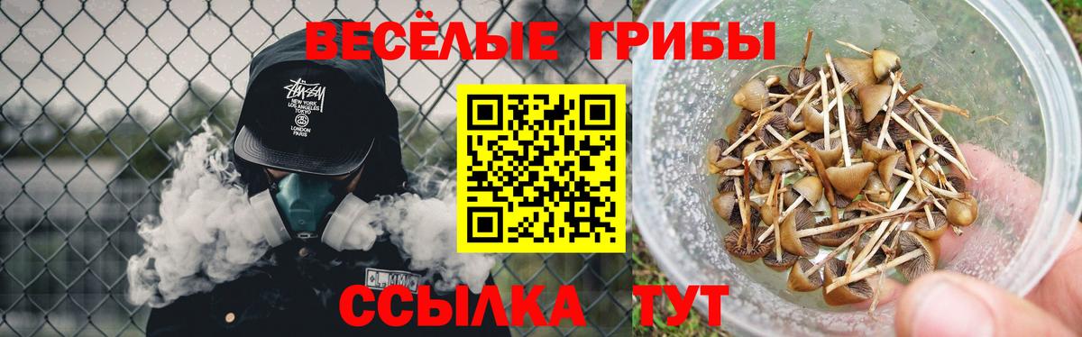 Галлюциногенные грибы Psilocybe  хочу наркоту  Заволжье  Вход с VPN 
